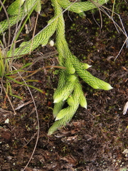 Austrolycopodium magellanicum