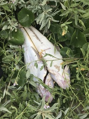 Platycephalus fuscus