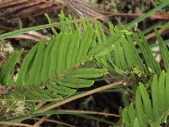 Blechnum loxense