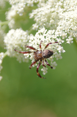 Araneus quadratus