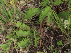 Blechnum loxense