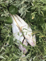 Platycephalus fuscus