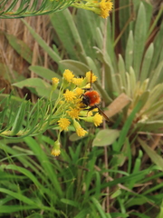 Bombus rubicundus