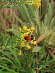 Bombus rubicundus