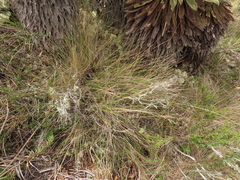 Calamagrostis effusa