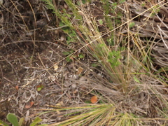 Calamagrostis effusa