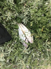 Platycephalus fuscus