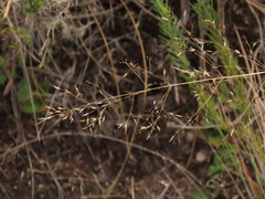 Calamagrostis effusa