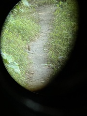 Zoothera aurea