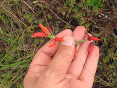 Castilleja integrifolia