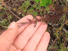 Castilleja integrifolia