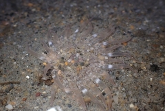 Harenactis attenuata