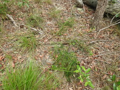 Macrozamia pauli-guilielmi