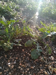 Diplotaxis erucoides