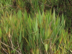 Chusquea tessellata