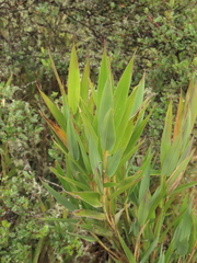 Chusquea tessellata