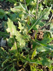 Diplotaxis erucoides