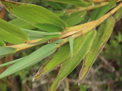Chusquea tessellata