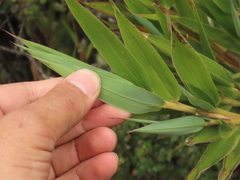Chusquea tessellata