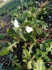 Diplotaxis erucoides