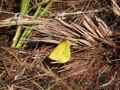 Colias dimera