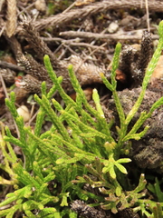 Diphasiastrum thyoides