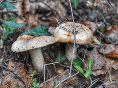 Lactarius salmonicolor