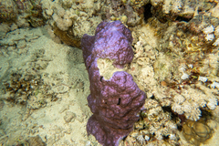 Montipora