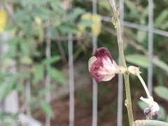 Macroptilium lathyroides