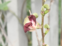 Macroptilium lathyroides