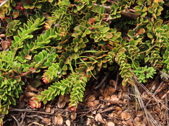 Disterigma humboldtii