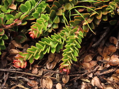 Disterigma humboldtii