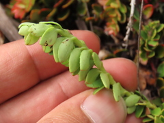 Disterigma humboldtii