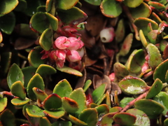 Disterigma humboldtii