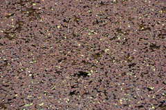 Azolla pinnata