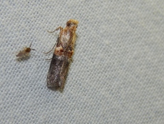 Hypargyria metalliferella