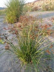 Cyperus imbricatus