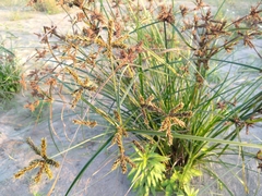 Cyperus imbricatus