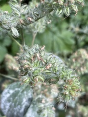 Hydrophylloideae