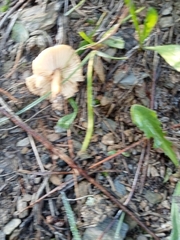 Marasmius oreades