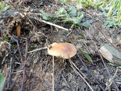 Marasmius oreades