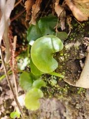 Hymenophyllum nephrophyllum