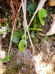 Hymenophyllum nephrophyllum