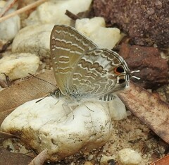 Theclinesthes onycha