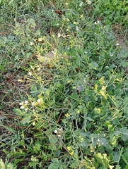 Brassiceae