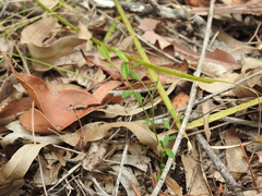 Phyllanthus virgatus