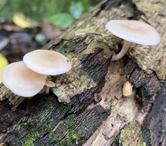 Clitocybaceae