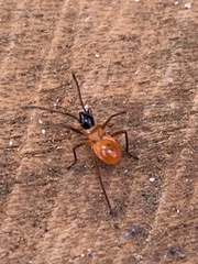 Dysdercus decussatus