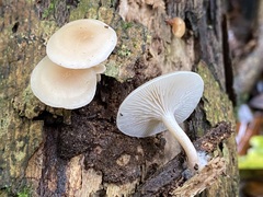 Clitocybaceae