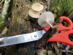 Clitocybaceae
